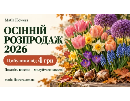Осенняя распродажа 2026: луковицы цветов от 4 грн